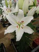 [5559 PO62 Severn No02.JPG]